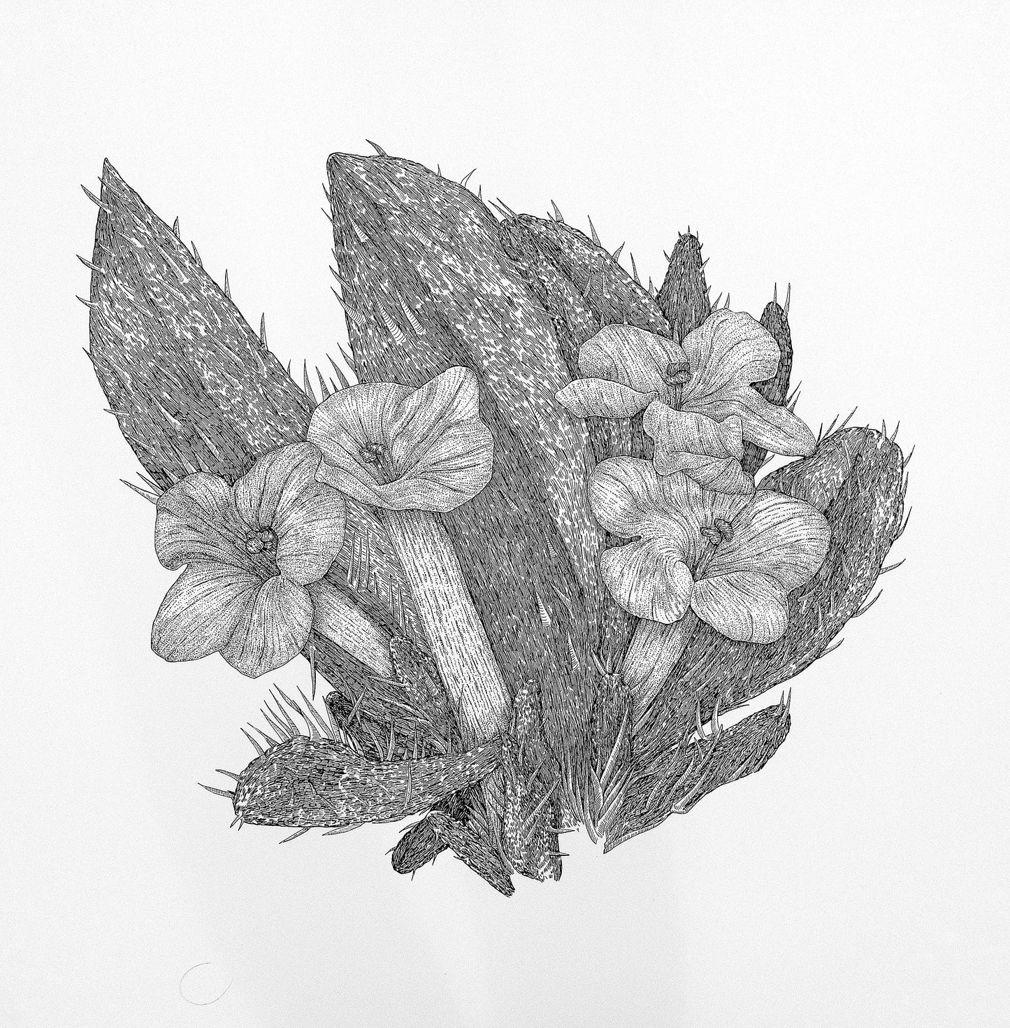 Whispers of the Desert: The Arabian primrose