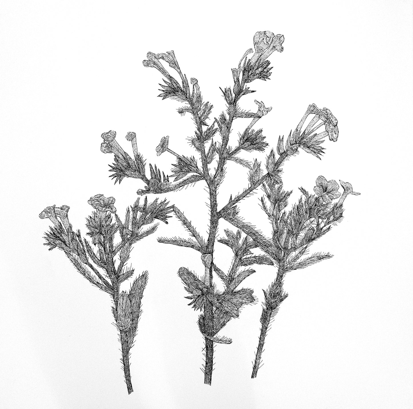 Whispers of the Desert: The Arabian primrose