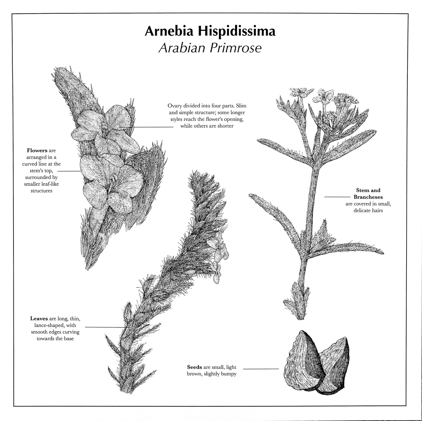 Whispers of the Desert: The Arabian primrose