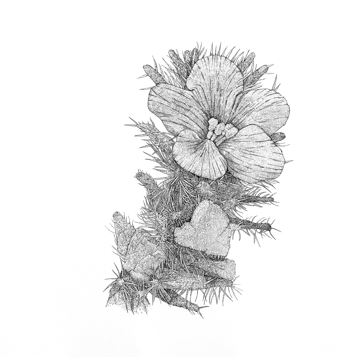 Whispers of the Desert: The Arabian primrose