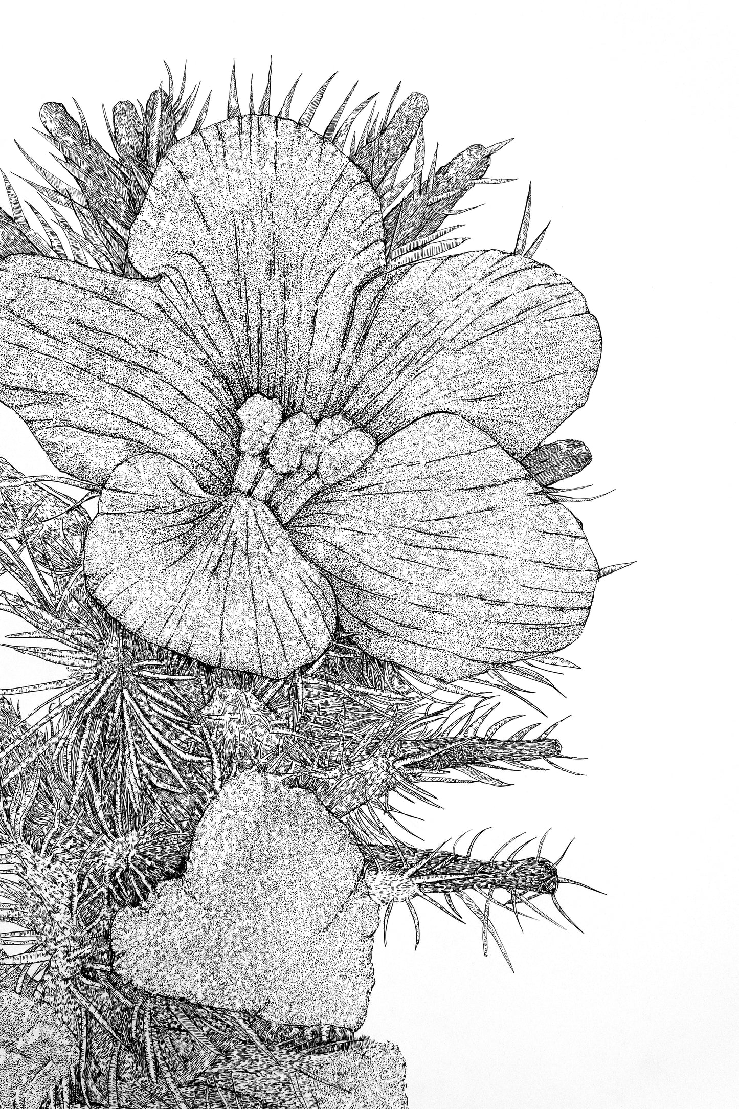 Whispers of the Desert: The Arabian primrose