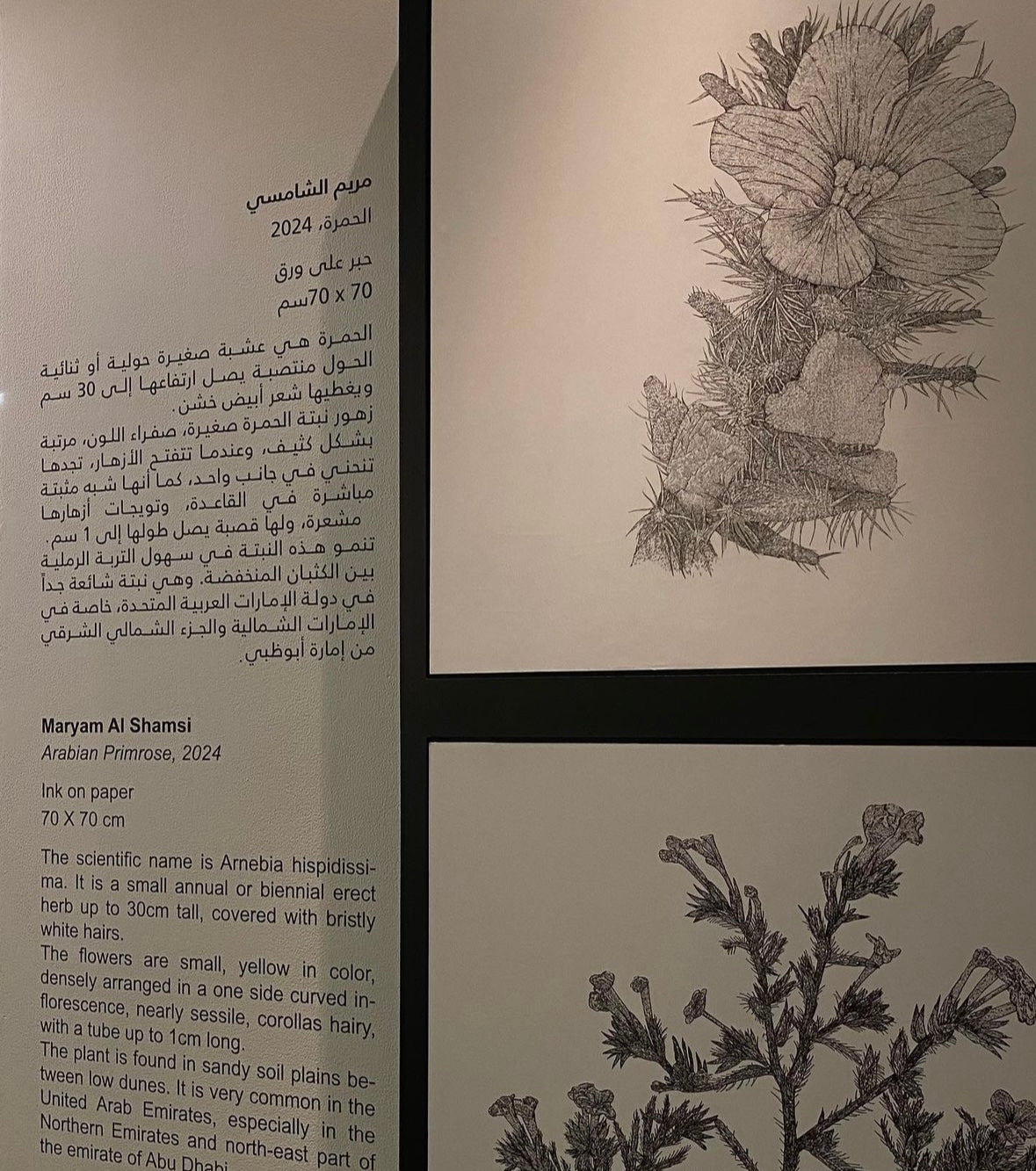Whispers of the Desert: The Arabian primrose